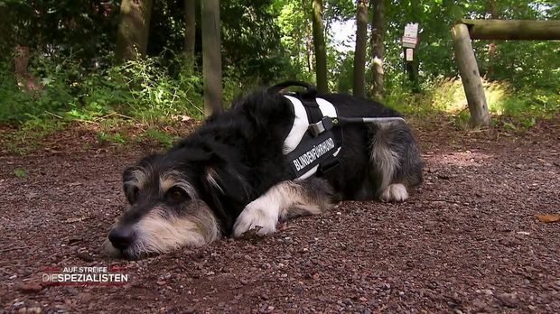 Auf Streife - Die Spezialisten - Auf Streife - Die Spezialisten - Hund Ohne Durchblick