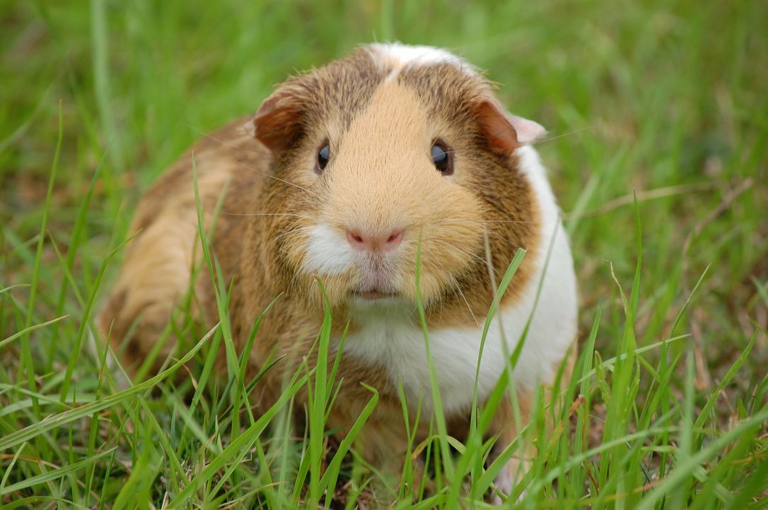 guinea-pig-242520_1920 - Bildquelle: Pixabay