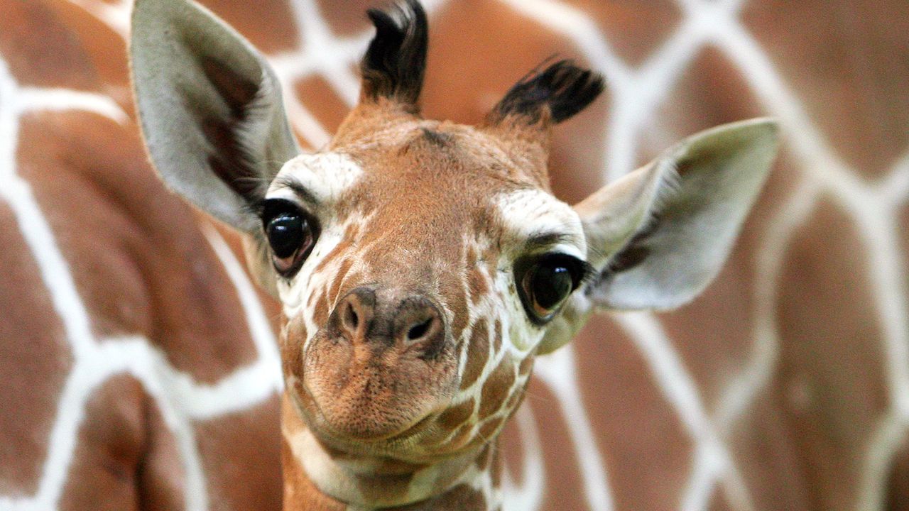 giraffe-06-02-01-Picture-Alliance-dpa-dpaweb - Bildquelle: Picture Alliance/dpa/dpaweb