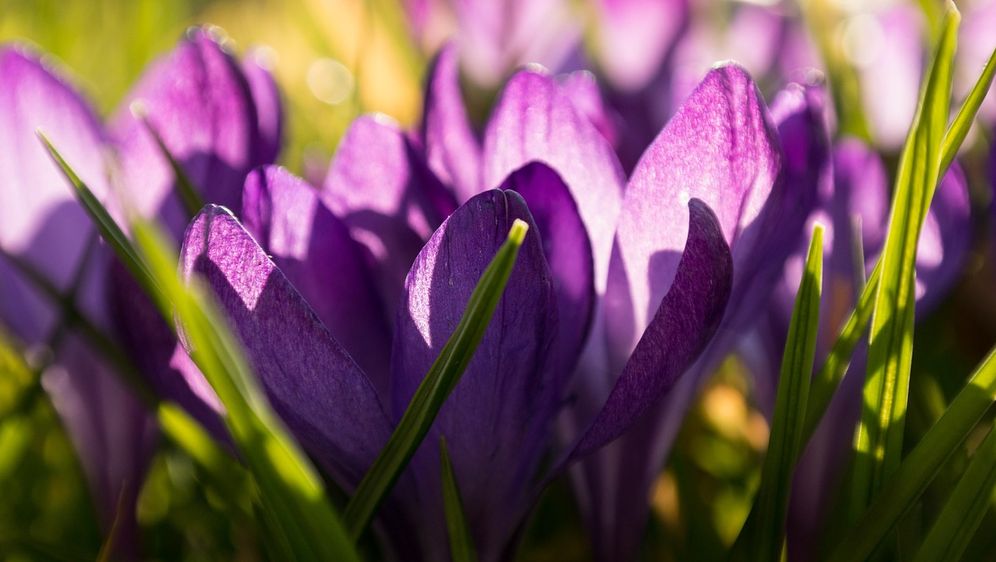 Schattenblumen Mischung für den Garten SAT.1 Ratgeber