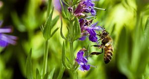Bienen tun sich gern an dem Nektar des Ysop gütlich. Für einen Naturgarten is...