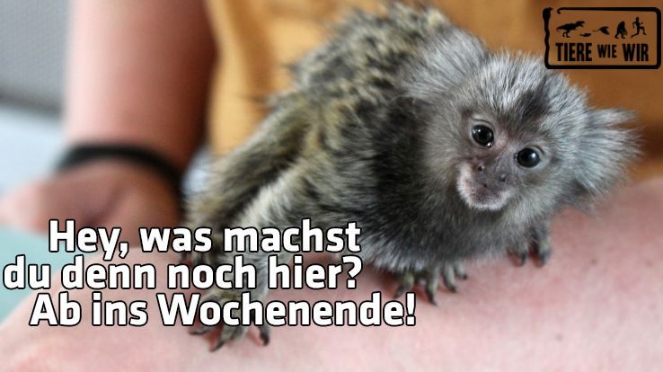 Pin Von Ilario Auf Zum Lachen Lustige Tierbilder Lustige Bilder