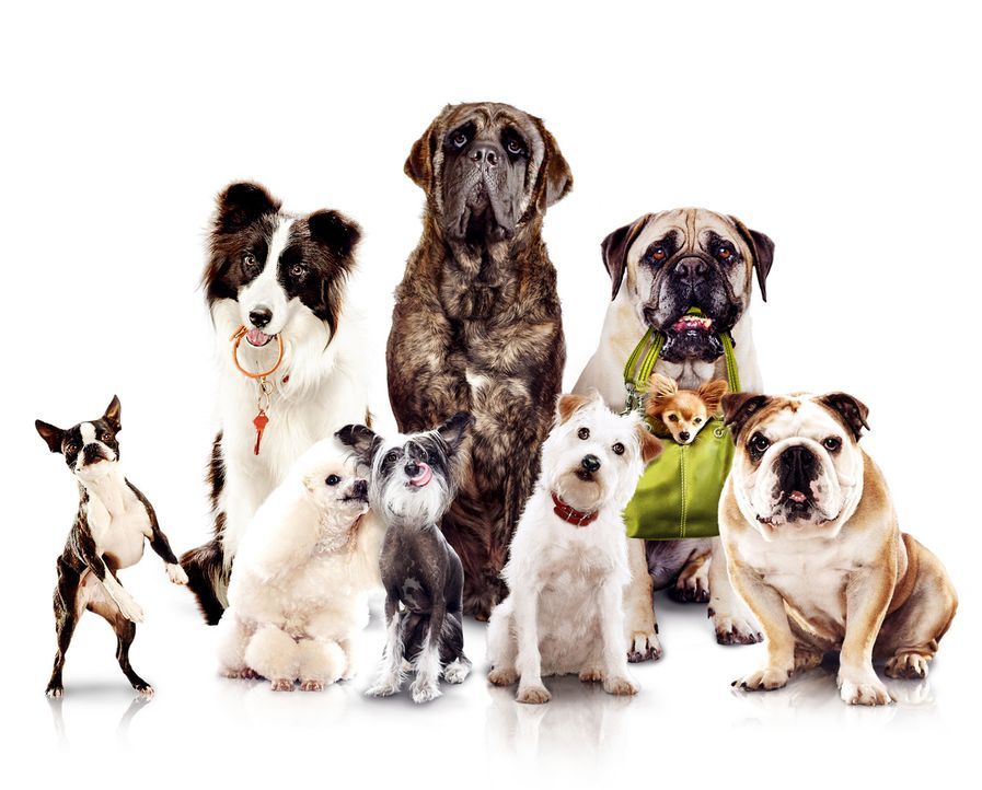 Das Hundehotel - Artwork - Bildquelle: MMVIII MavroCine Pictures GmbH & Co. KG All Rights Reserved.