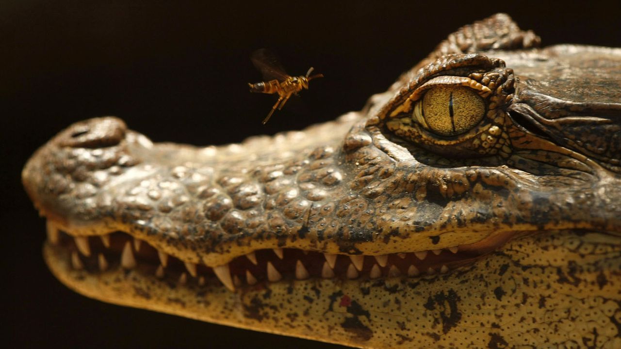 Alligator - Bildquelle: dpa
